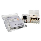 碧云天 Human VCAM-1/CD106 ELISA Kit(人VCAM-1/CD106 ELISA试剂盒)(PV955)