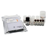 碧云天 Human VEGF ELISA Kit(人VEGF ELISA试剂盒)(PV963)
