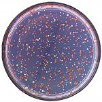 scan_petridish_web-061f3.jpg