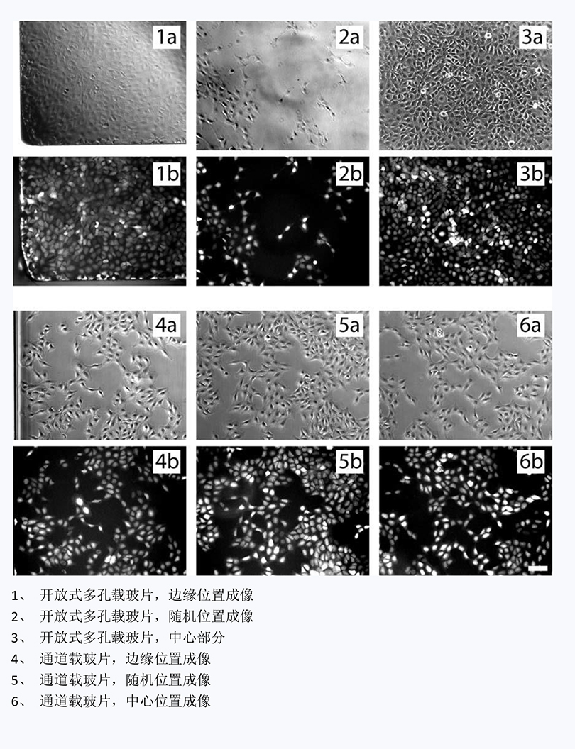 本应用简报说明了如何在细胞培养微通道内生长贴壁细胞-4.jpg
