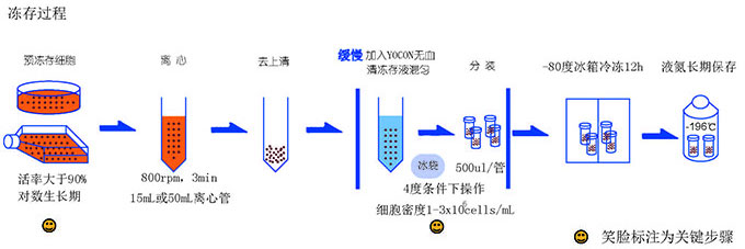 用无血清细胞冻存液冻存细胞过程.jpg