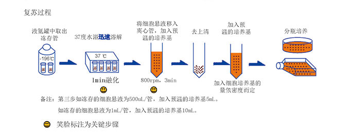 复苏冻存细胞的过程.jpg